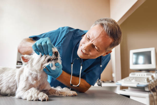 Best Same-Day Emergency Dental Services in Hybla Lley, VA